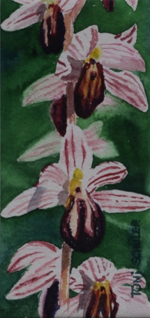 TS 27 Coral Root, Watercolour, 4.75x4.5 - $100