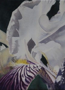 TS 19 Iris, Watercolour, 13x13 - $450