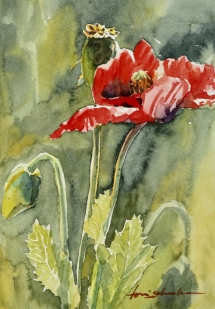 TS 47 Poppies, Watercolour, 4.5x6.5 - $160