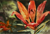 TS 46 Tiger Lily, Watercolour, 6.5x4.5&#039; - $160