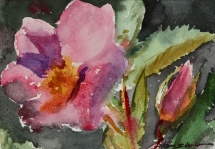 TS 44 Wild Rose, Watercolour, 6.5x4.5 - $160