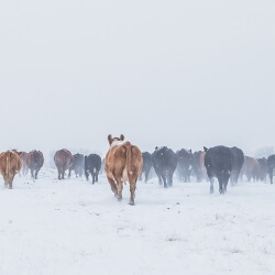 Snowy Cows, Gail Jones, 24 x 16, $280