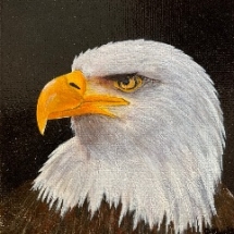CM 08, Eagle Portrait 5 x 5 inches, $125