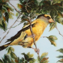 JL-04, Evening Grosbeak, Joanne Loberg, Acrylic, 9 x 12, $118