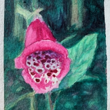 LHN3, Fuschia Foxglove, Lynn Hachey Nordhagen,Watercolour, 6.5 x 8.5. $115