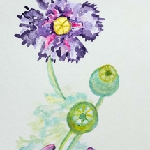DDL#2, Purple Frilled Poppy, Darla Dawn Lukac, Watercolour, 10x 7, $125